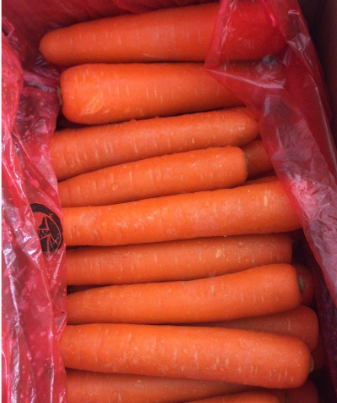 福建优质广胡萝卜 中号