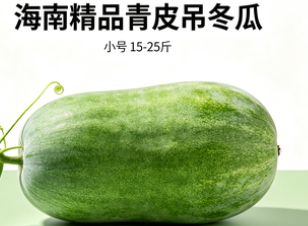 海南精品青皮吊冬瓜 小号   15-25斤