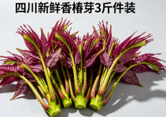 四川新鲜香椿芽3斤件装