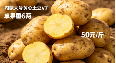 内蒙大号黄心土豆V7  6两  50