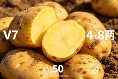 内蒙黄心土豆V7  4-8两  50