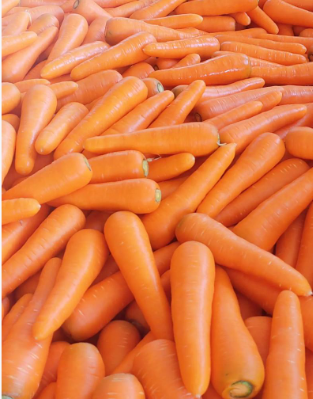 陕西川红普通胡萝卜 中号