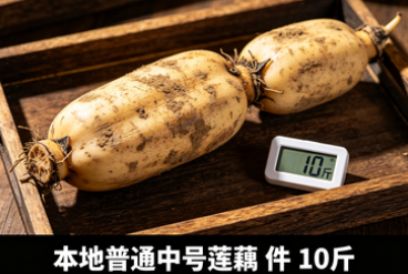 本地普通中号莲藕 件 10斤
