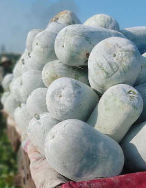 海南白皮冬瓜50斤