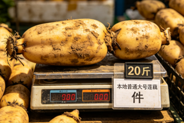 本地普通大号莲藕 件 20斤