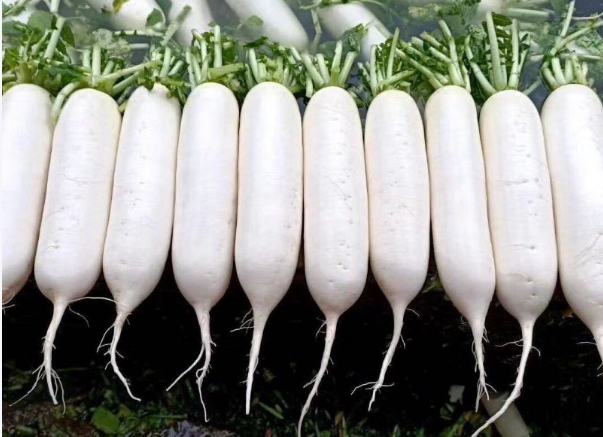 本地白萝卜60斤